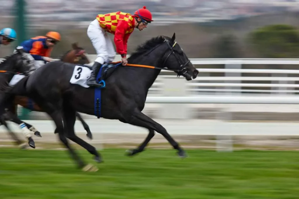 imgi 3 horse race final rush competition sport hippodro 2025 01 27 17 25 33 utc