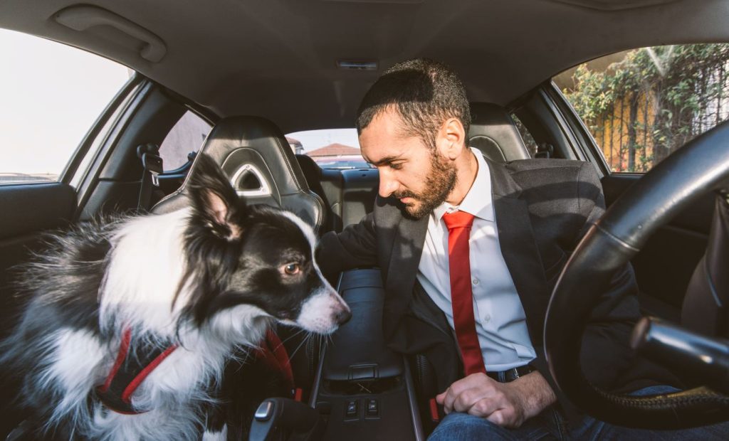 pet transport for weddings in london